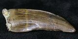 Tyrannosaur Premax Tooth - Montana #21362-2